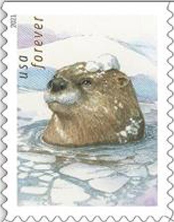 Otters in the Snow