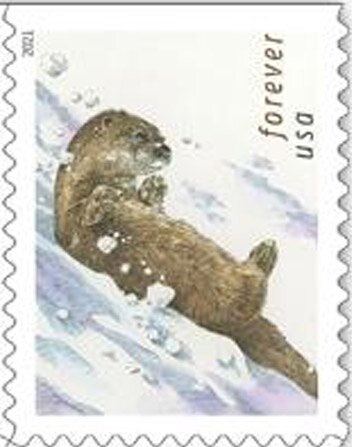 Otters in the Snow