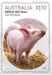 Certification : Pig