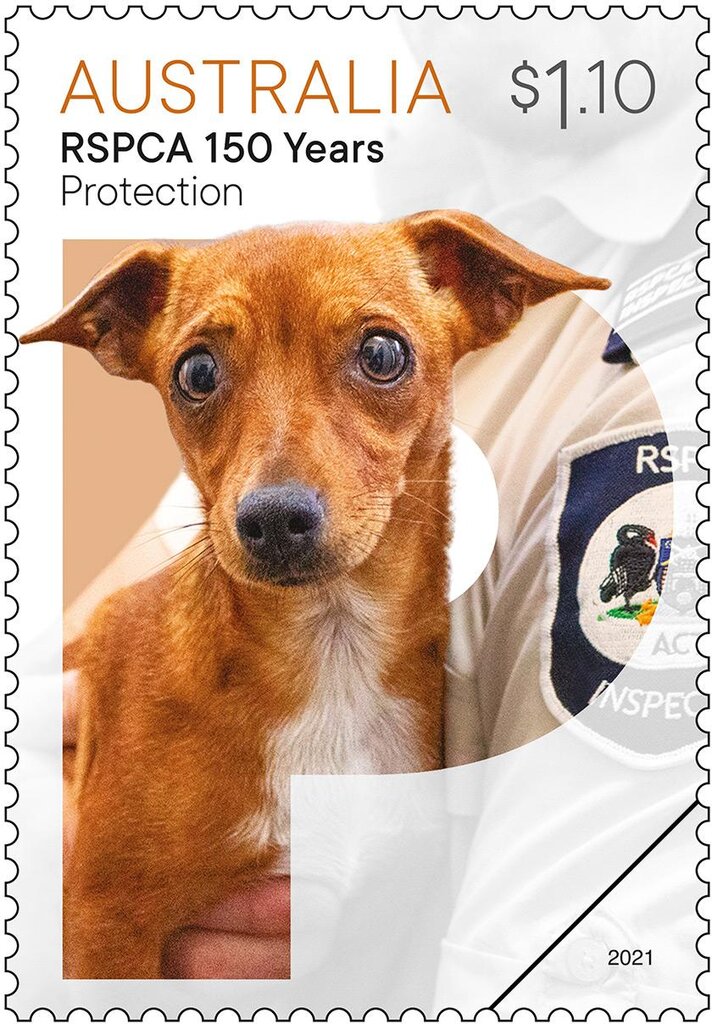 Protection : Dog