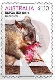 Research : Possum
