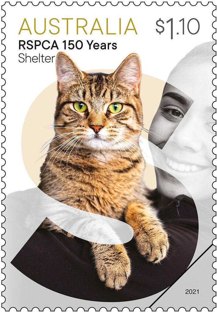 Shelter : Cat