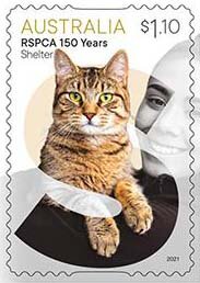Shelter : Cat
