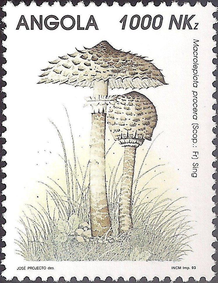 Mushrooms