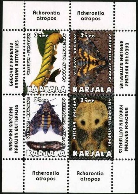 Acherontia atropos
