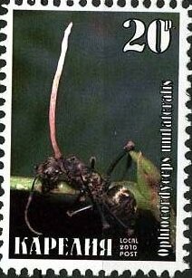 Stamp, Ants, Cinderellas,  , Animals (Fauna), Insects