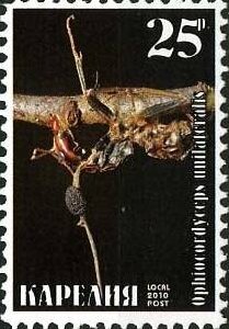Stamp, Ants, Cinderellas,  , Animals (Fauna), Insects