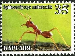 Stamp, Ants, Cinderellas,  , Animals (Fauna), Insects