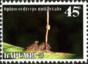 Ants