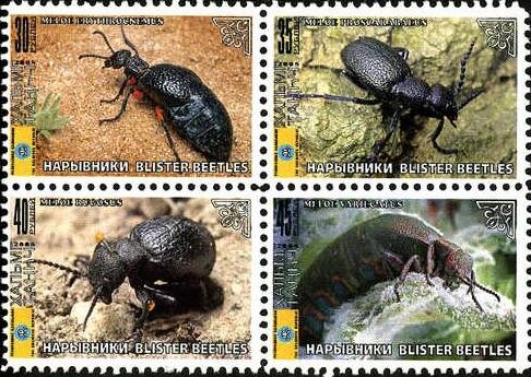 Beetles