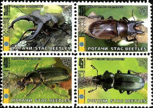 Beetles