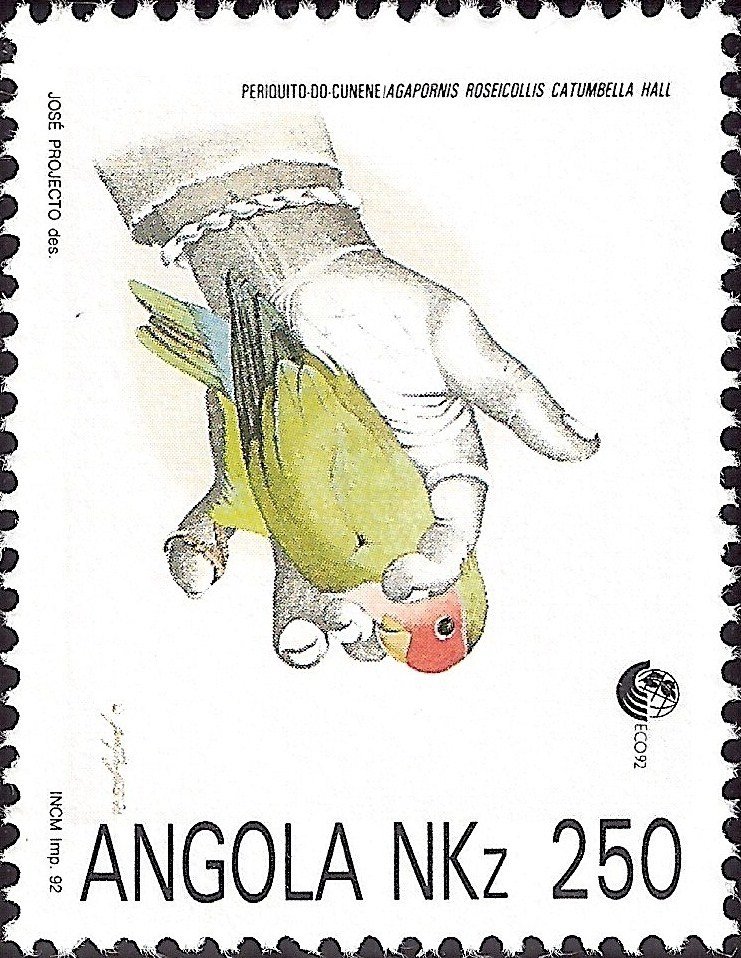 Rosy-faced Lovebird (Agapornis roseicollis ssp catumbella)