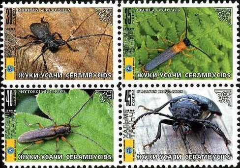 Beetles