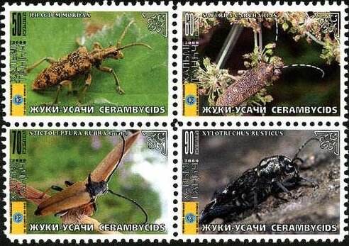 Beetles