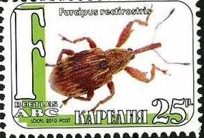 Beetles