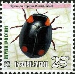Beetles