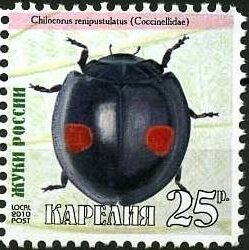 Stamp, Beetles, Cinderellas,  , Animals (Fauna), Beetles, Insects