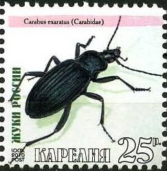 Beetles