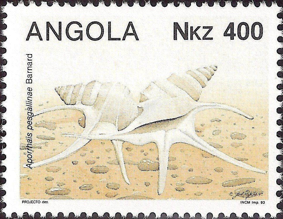 Sea Snail (Aporrhais pesgallinae) 
