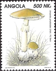Stamp, Mushrooms, Angola,  , Mushrooms