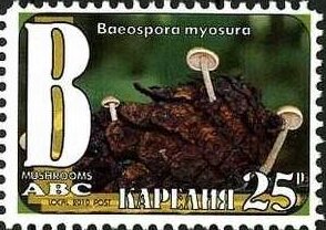 Stamp, Mushrooms, Cinderellas,  , Mushrooms