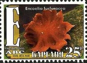Stamp, Mushrooms, Cinderellas,  , Mushrooms