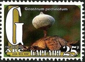Stamp, Mushrooms, Cinderellas,  , Mushrooms