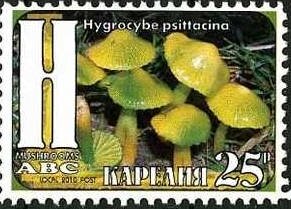 Mushrooms