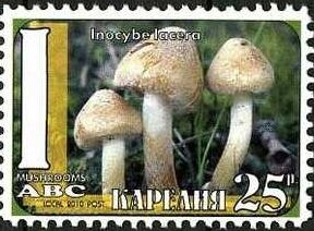 Mushrooms