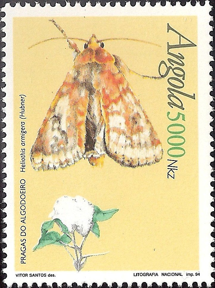 Cotton Bollworm (Heliothis armigera) 