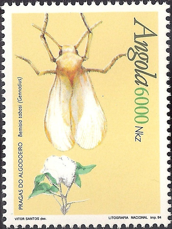Silverleaf Whitefly (Bemisia tabasi) 