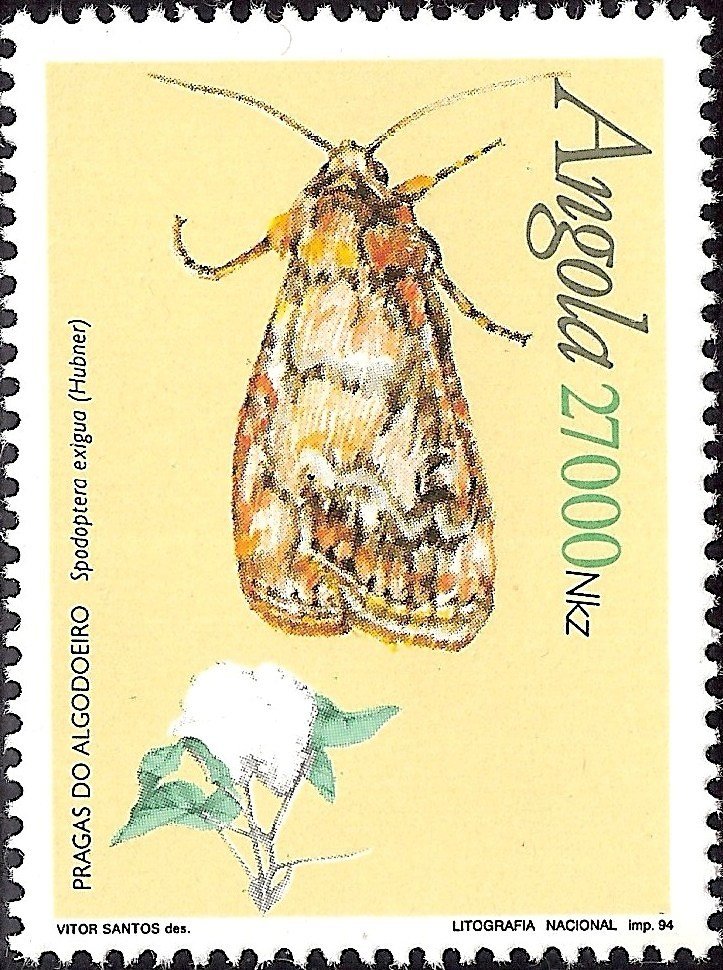 Beet Armyworm (Spodoptera exigua) 