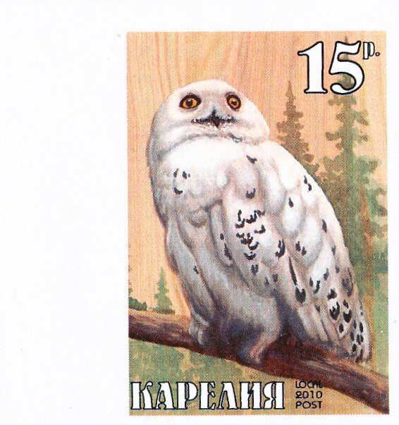 Owl