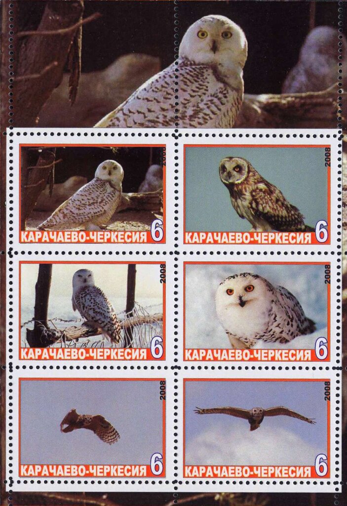 Owls
