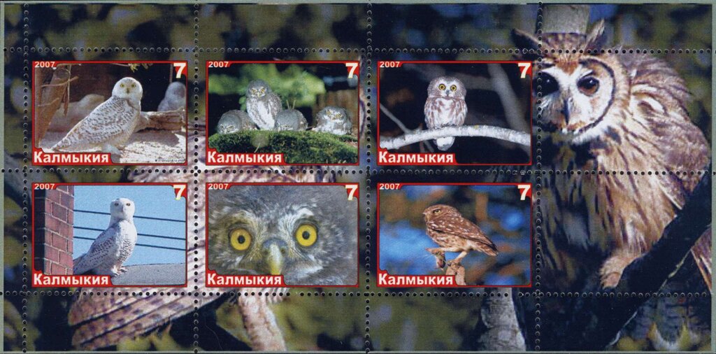 Owls