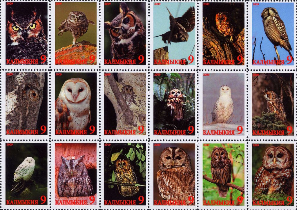 Owls