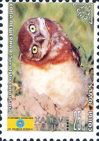 Owls