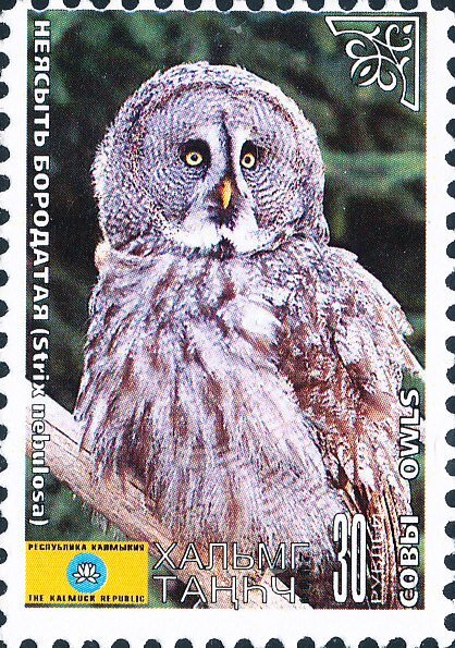 Owls