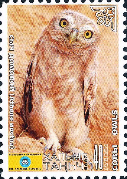 Owls