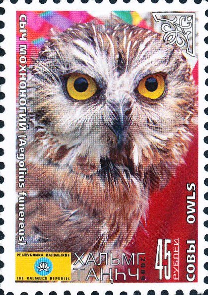 Owls
