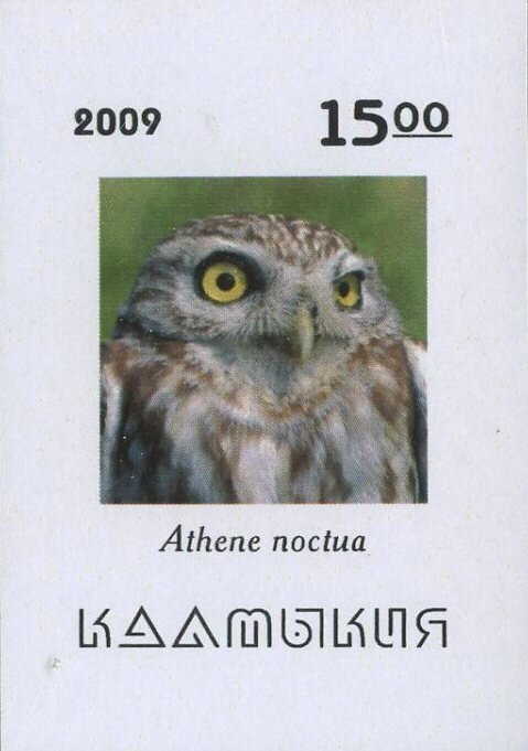 Owls