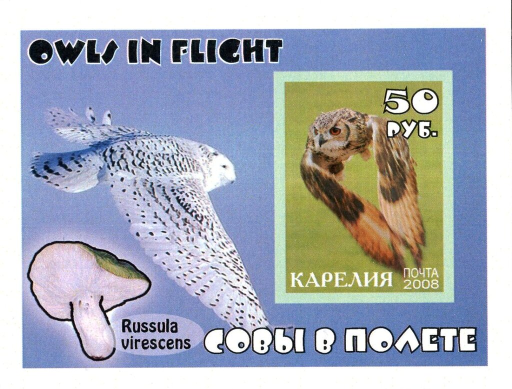 Owls