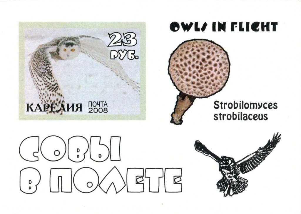 Owls