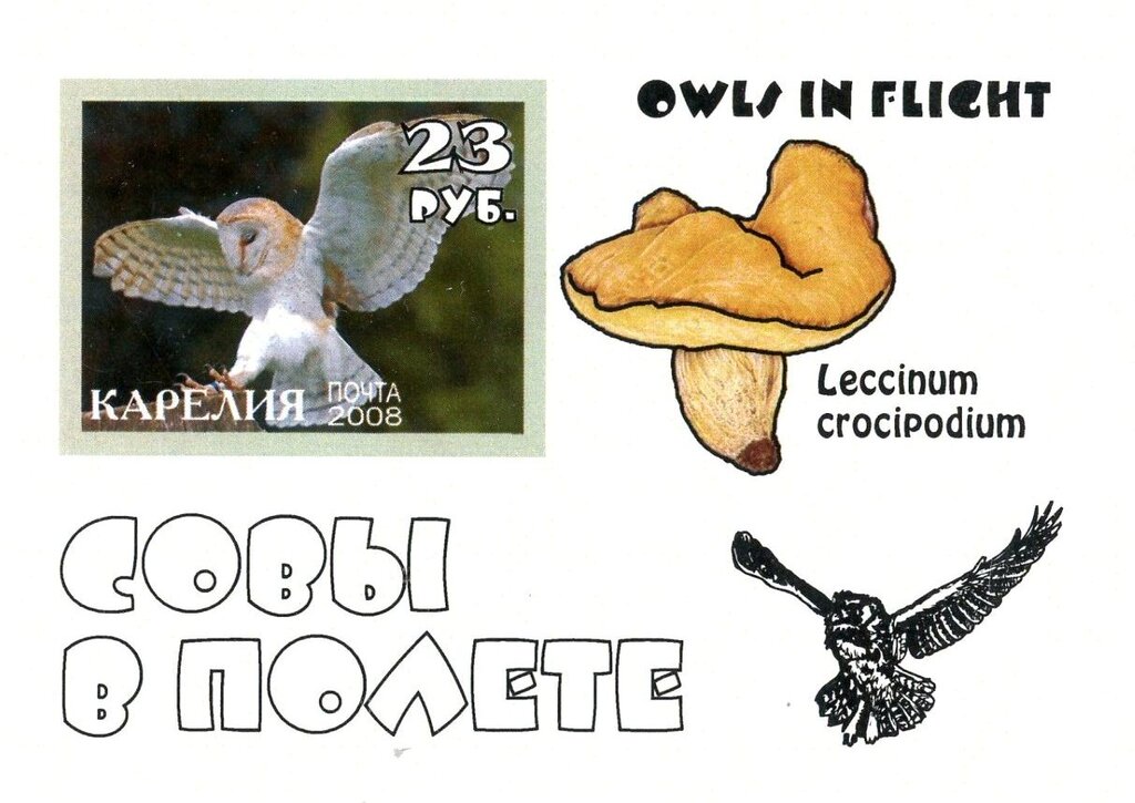 Owls