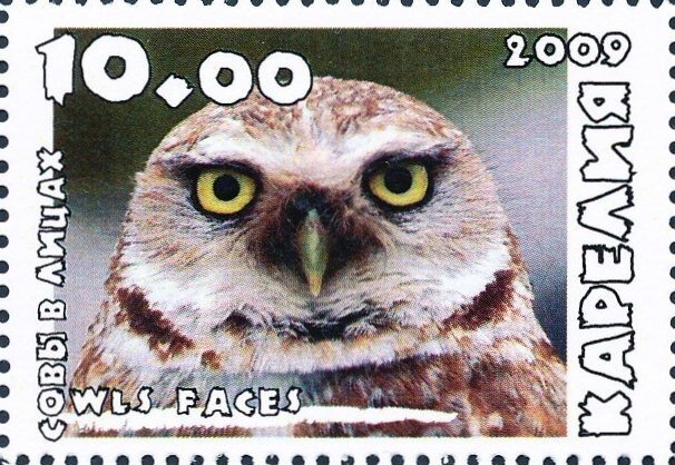 Owls