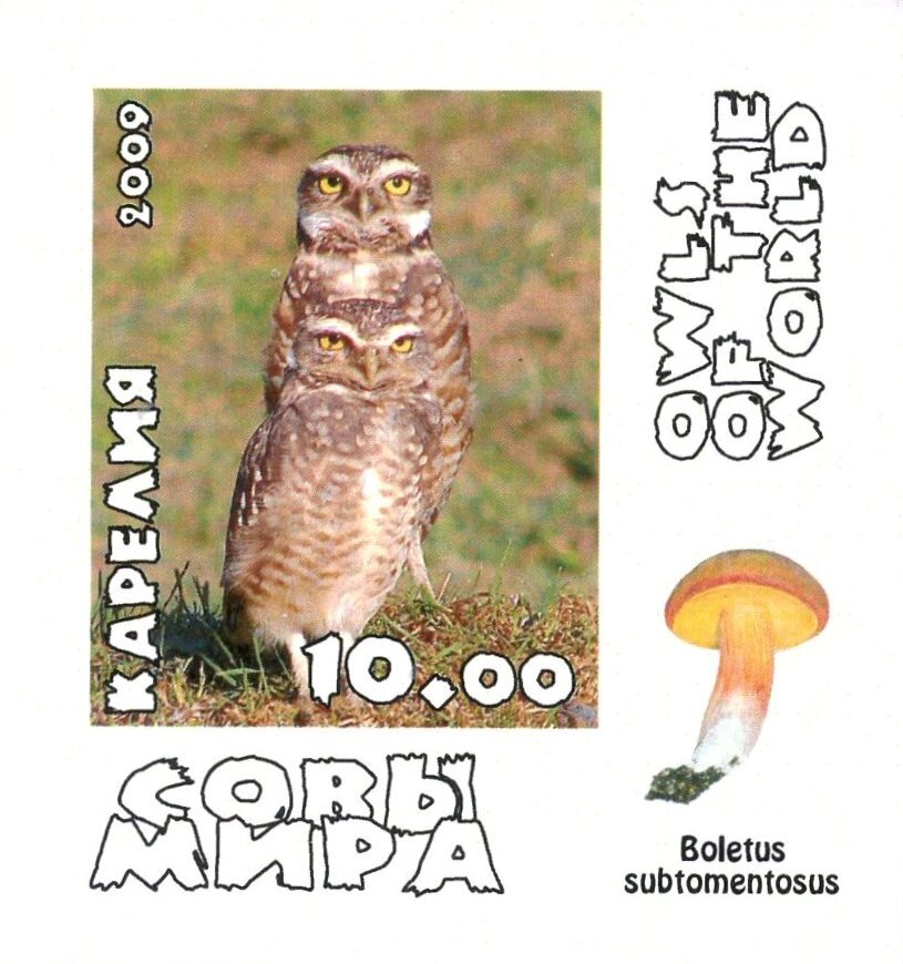 Owls