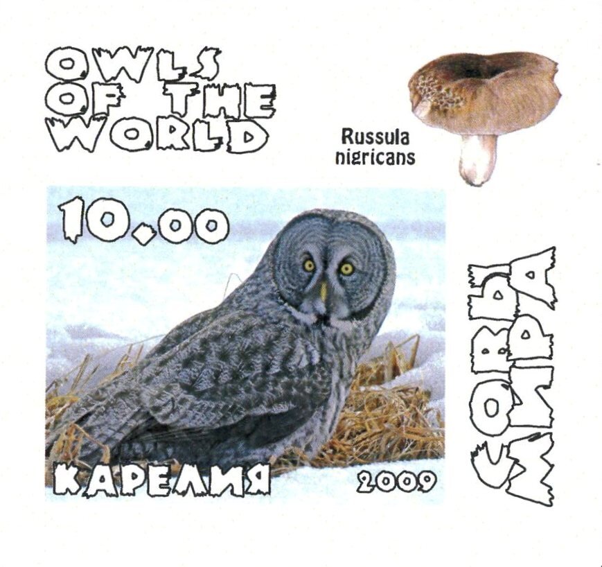 Owls