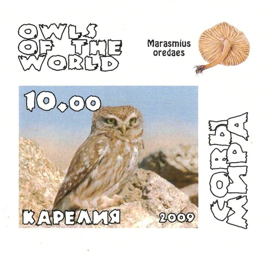 Owls