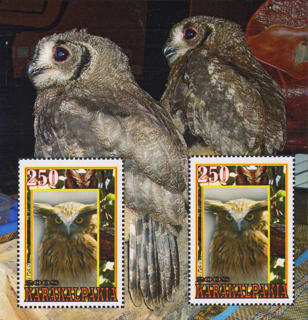 Owls