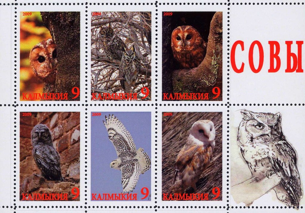 Owls